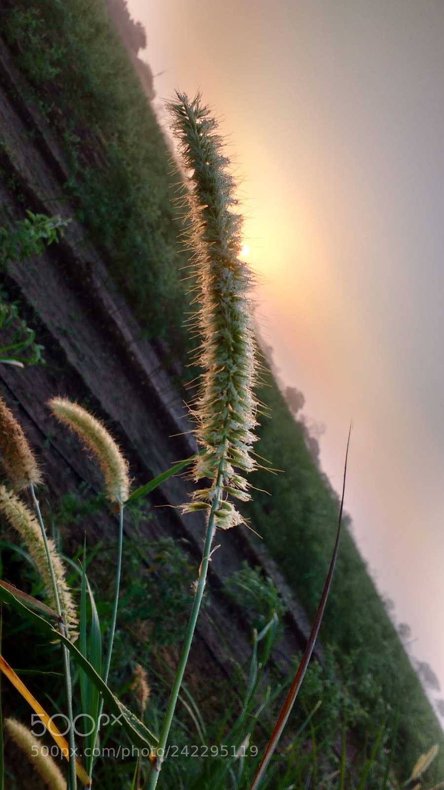 Motorola MotoG3 sample photo. Grass photography