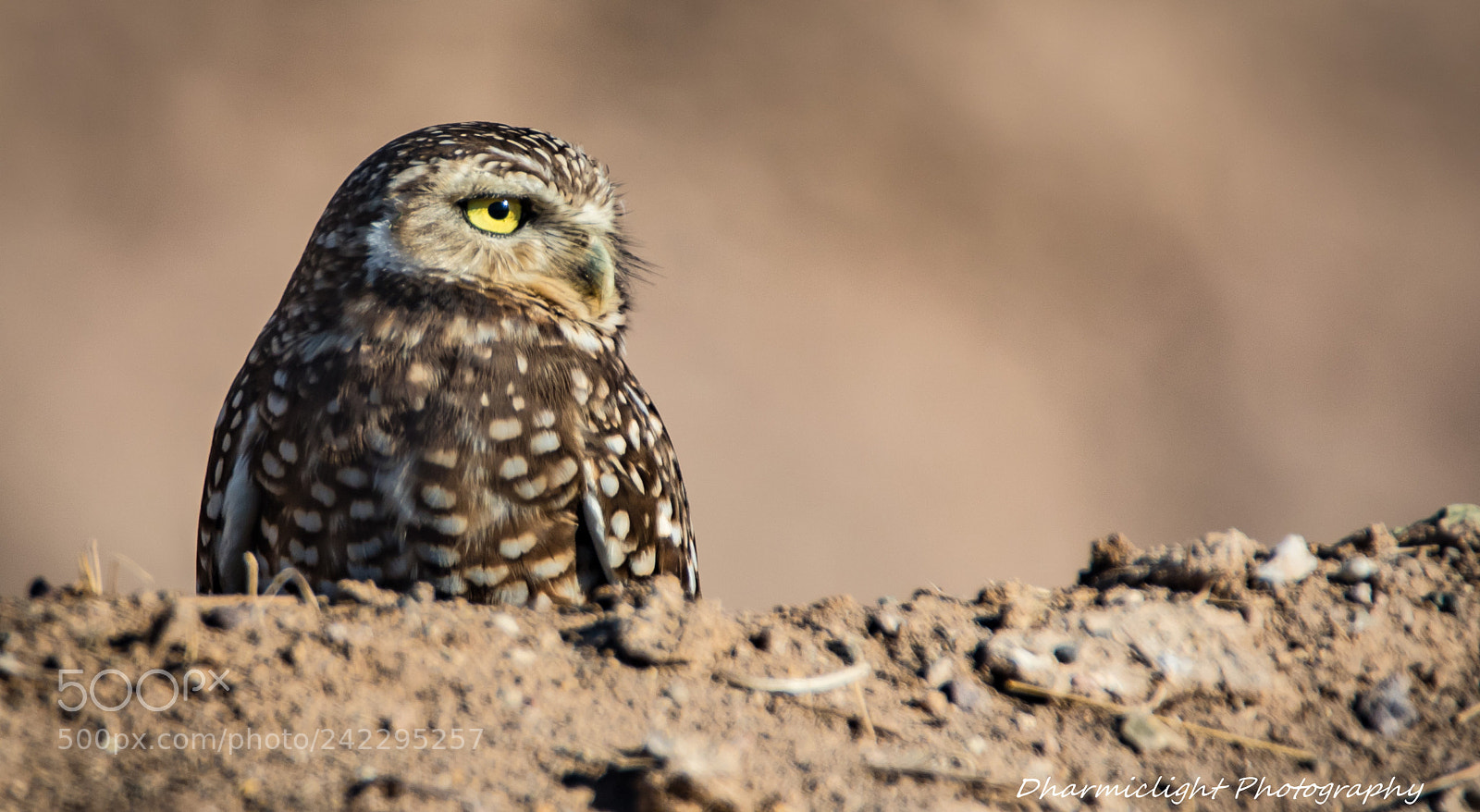 Canon EOS 7D Mark II sample photo. Burrowing owl photography