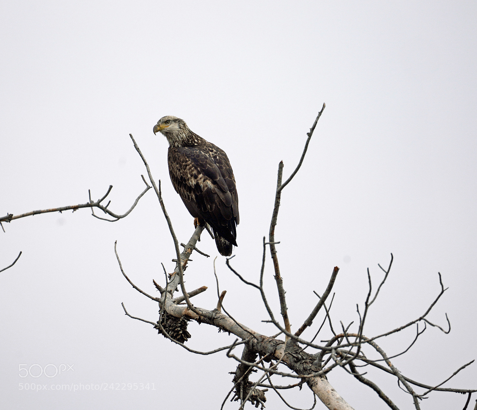 Sony a7R III sample photo. 3rd year bald eagle photography