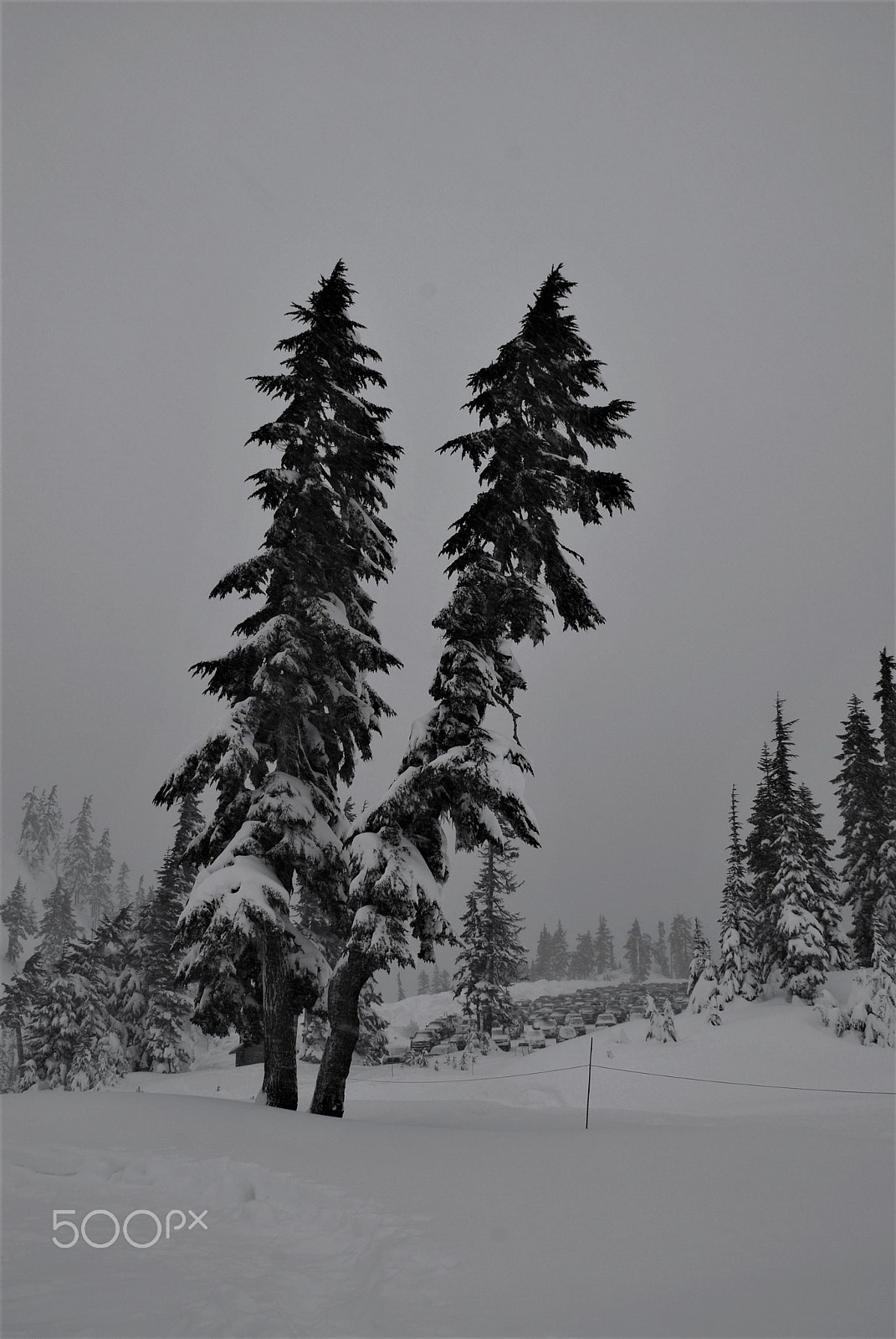 Nikon D40X sample photo. Blizzard on mount baker photography