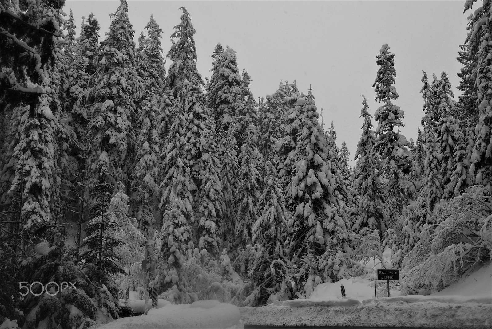 Nikon D40X sample photo. Blizzard on mount baker photography