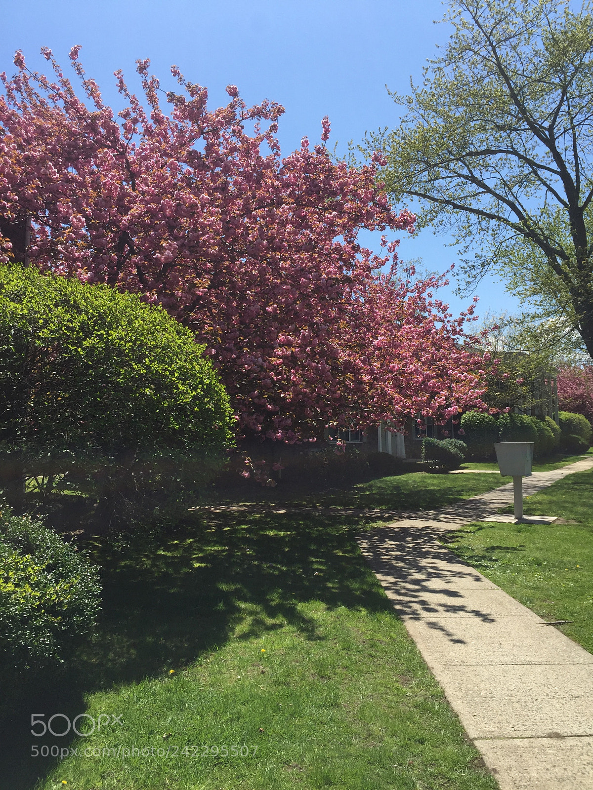 Apple iPhone 6 Plus sample photo. Blooming photography