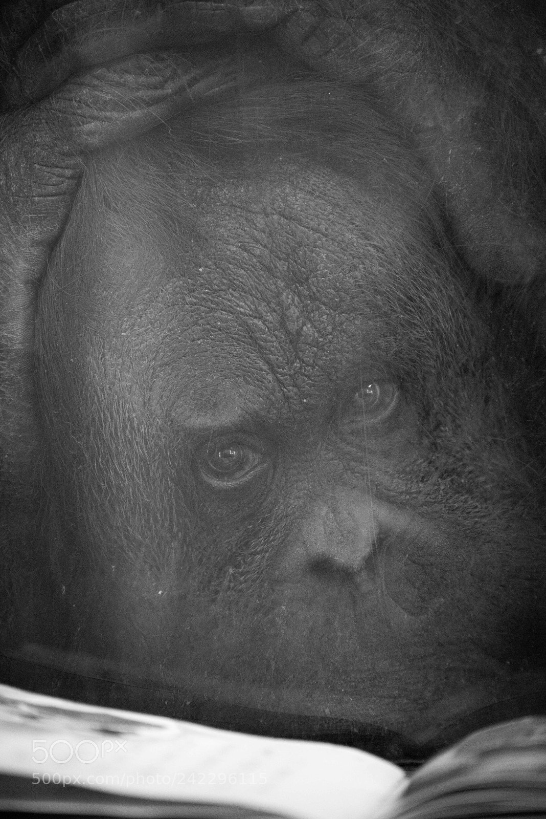 Nikon D810 sample photo. An orangutan photography