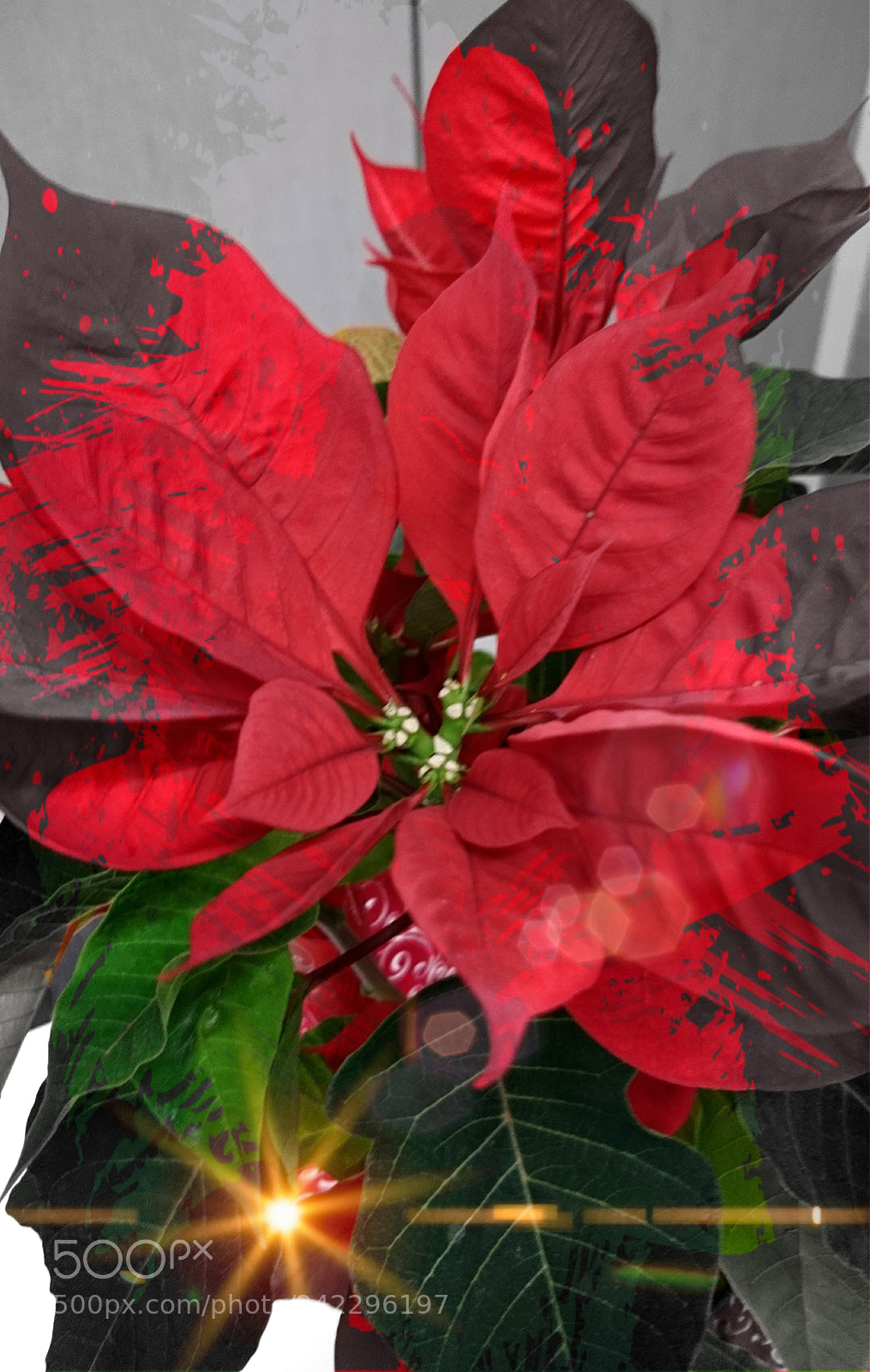 Sony Xperia X sample photo. Noche buena flower 2 photography
