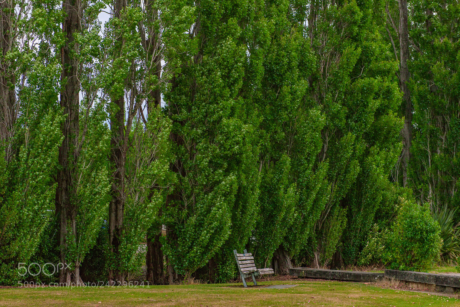 Nikon D800 sample photo. Tree and chair photography