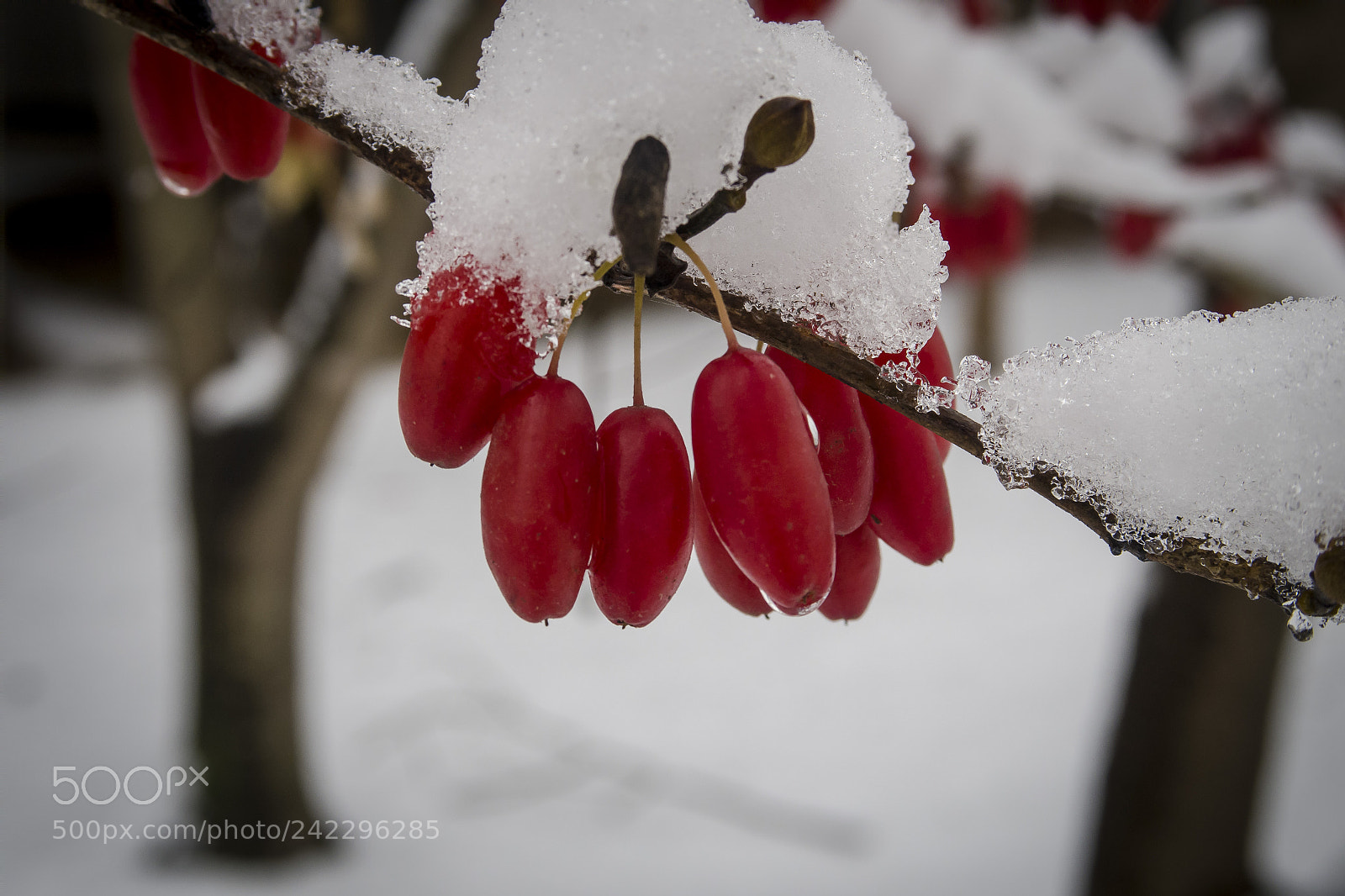Canon PowerShot G7 X Mark II sample photo. Sansuyu in ansan photography