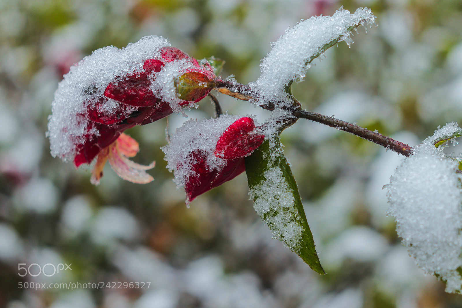 Canon EOS 800D (EOS Rebel T7i / EOS Kiss X9i) sample photo. Iced flower photography