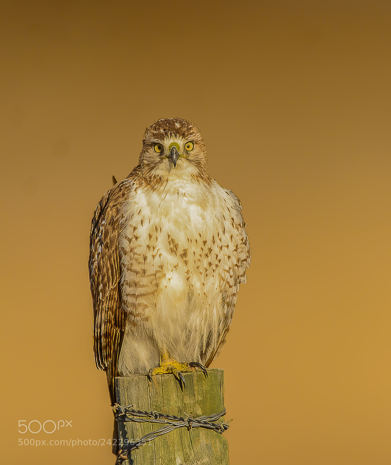 Nikon D7100 sample photo. Red-tail hawk giving me photography