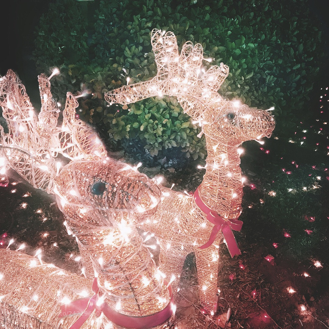 Apple iPhone 7 sample photo. Deer photography