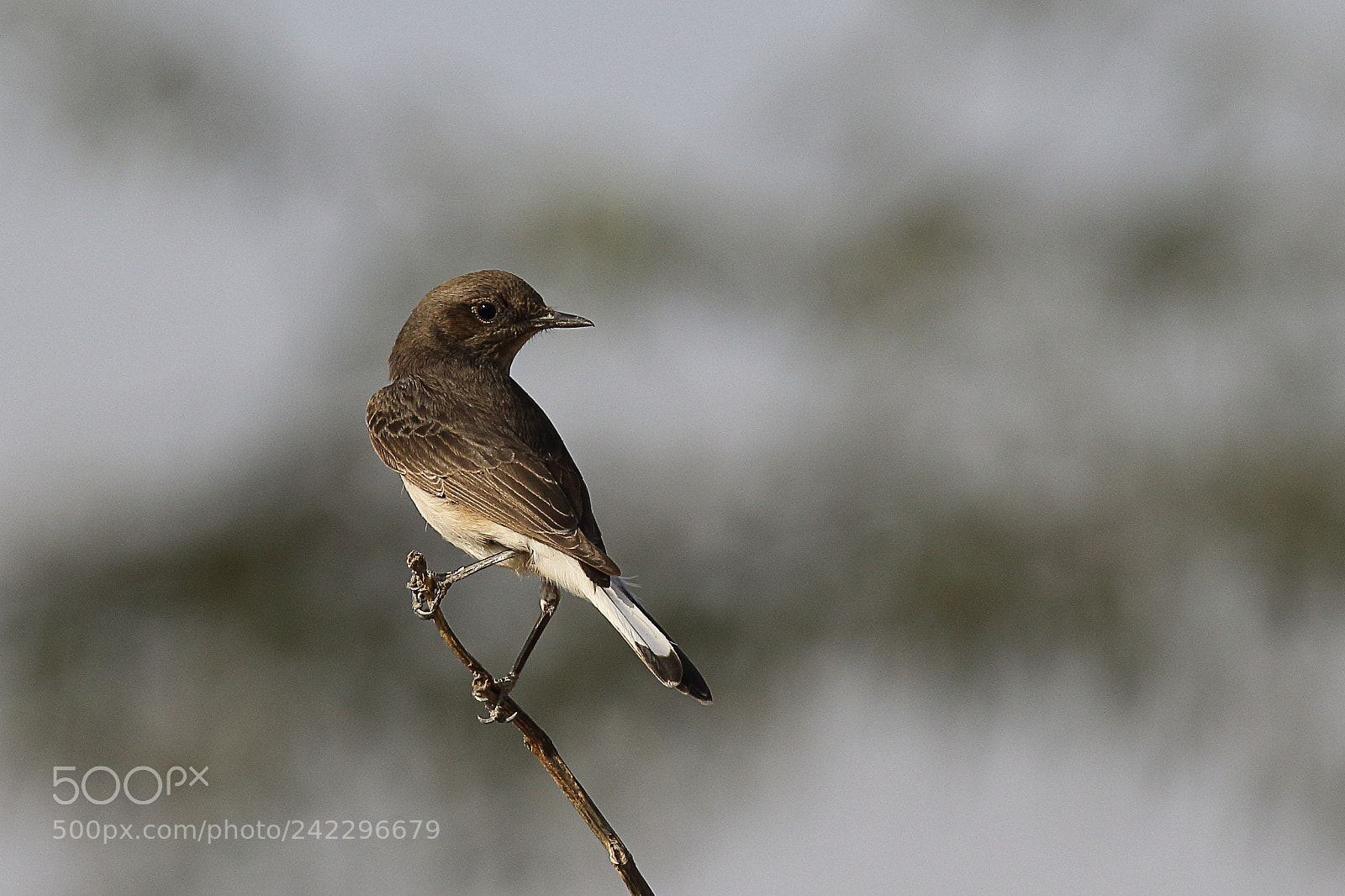 Canon EOS 7D Mark II sample photo. Variable wheatear photography