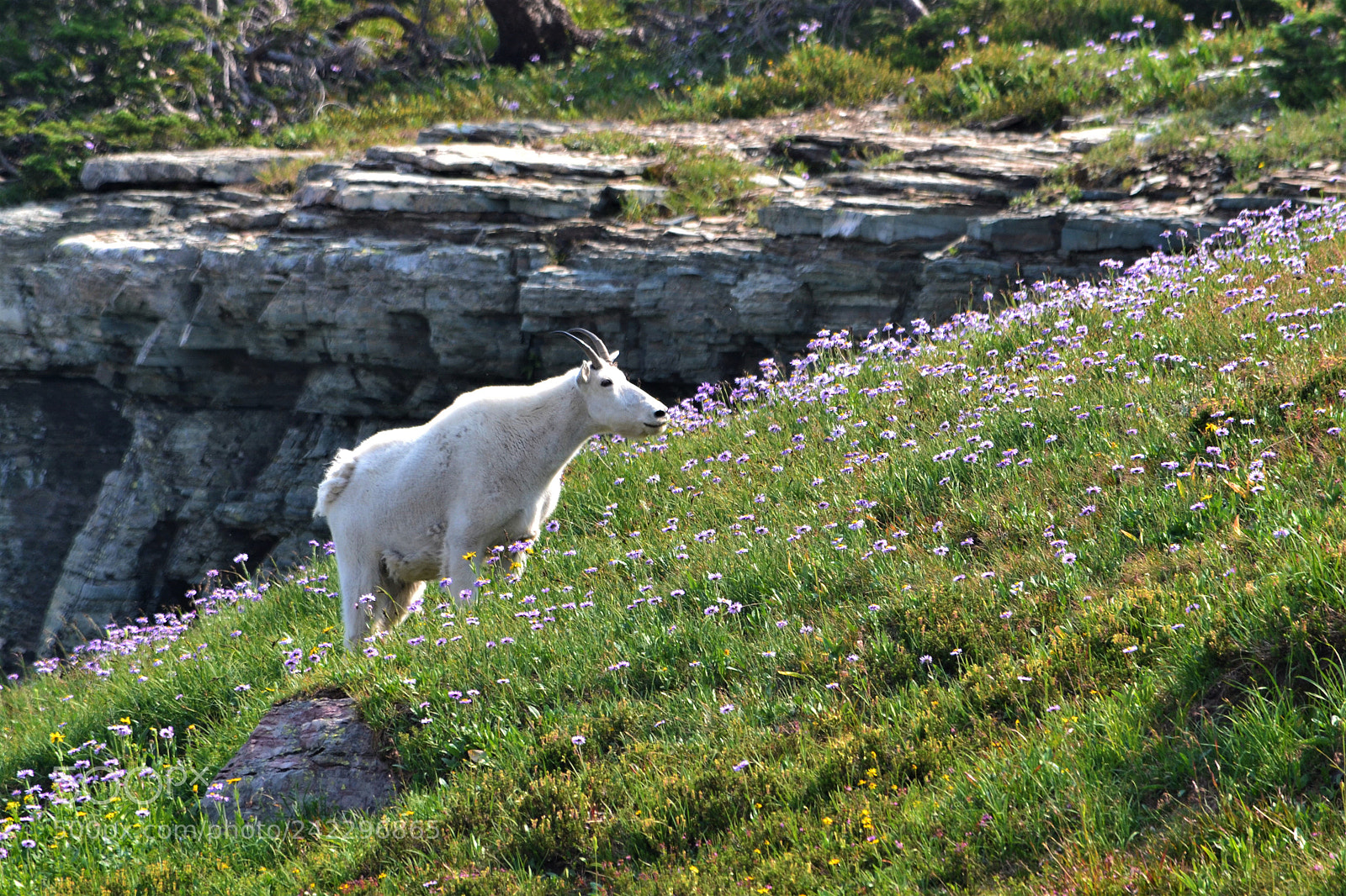 Nikon D3100 sample photo. Mountain goat at glacier photography