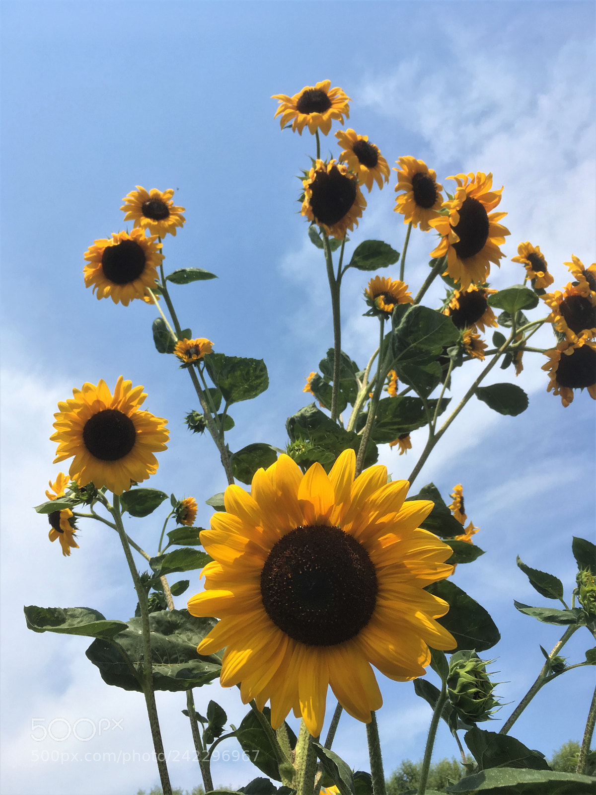 Apple iPhone SE sample photo. Sunflowers on the fruit photography