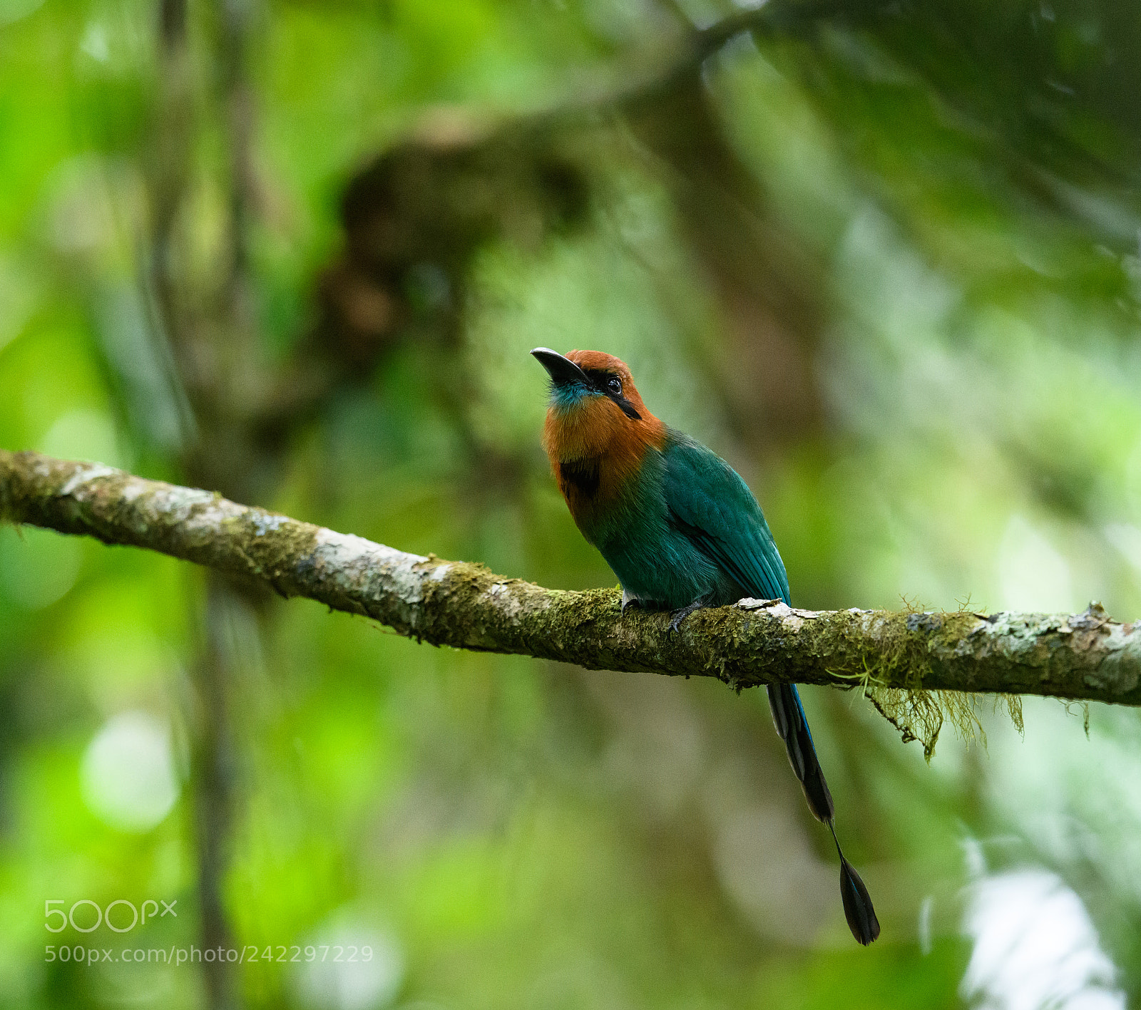 Nikon D850 sample photo. Broad billed motmot photography