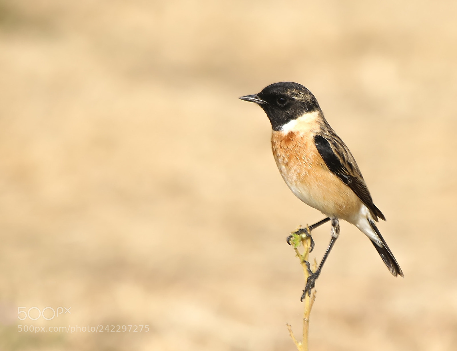 Canon EOS 7D Mark II sample photo. Siberian stonechat photography