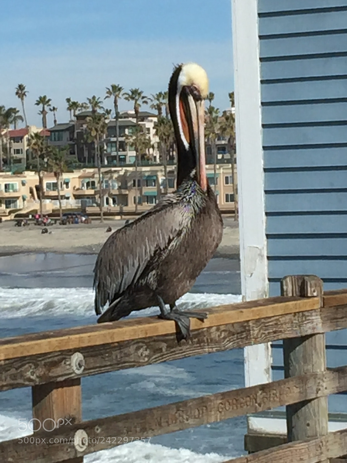 Apple iPhone 6 Plus sample photo. Pelican photography