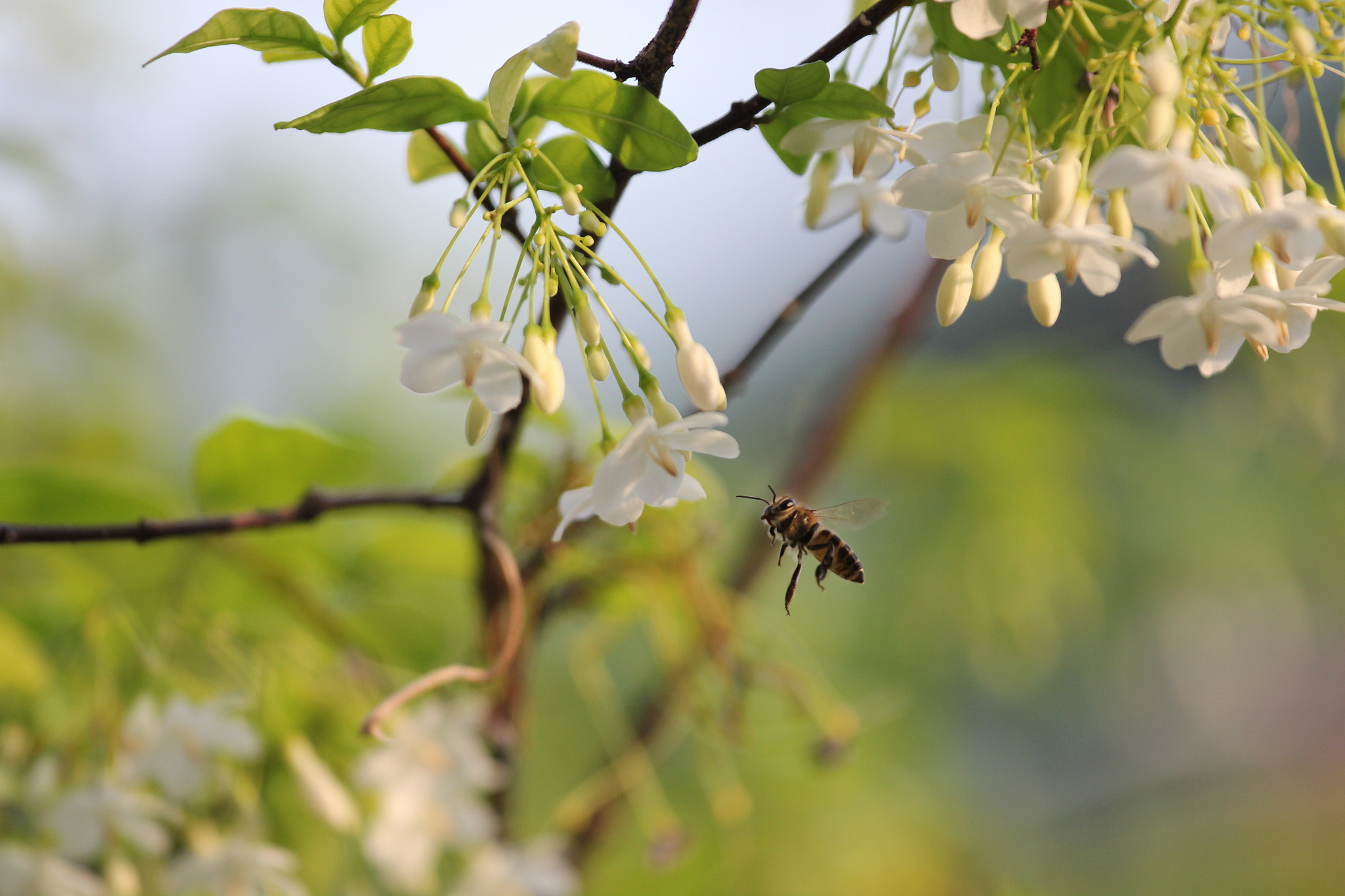 Canon EOS 550D (EOS Rebel T2i / EOS Kiss X4) sample photo. Little bee photography