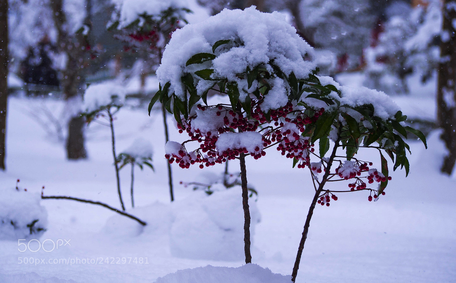 Olympus PEN E-PL6 sample photo. Frozen tree photography