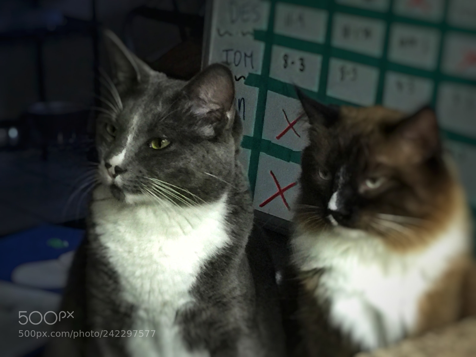 Apple iPhone 6 Plus sample photo. Two cats photography