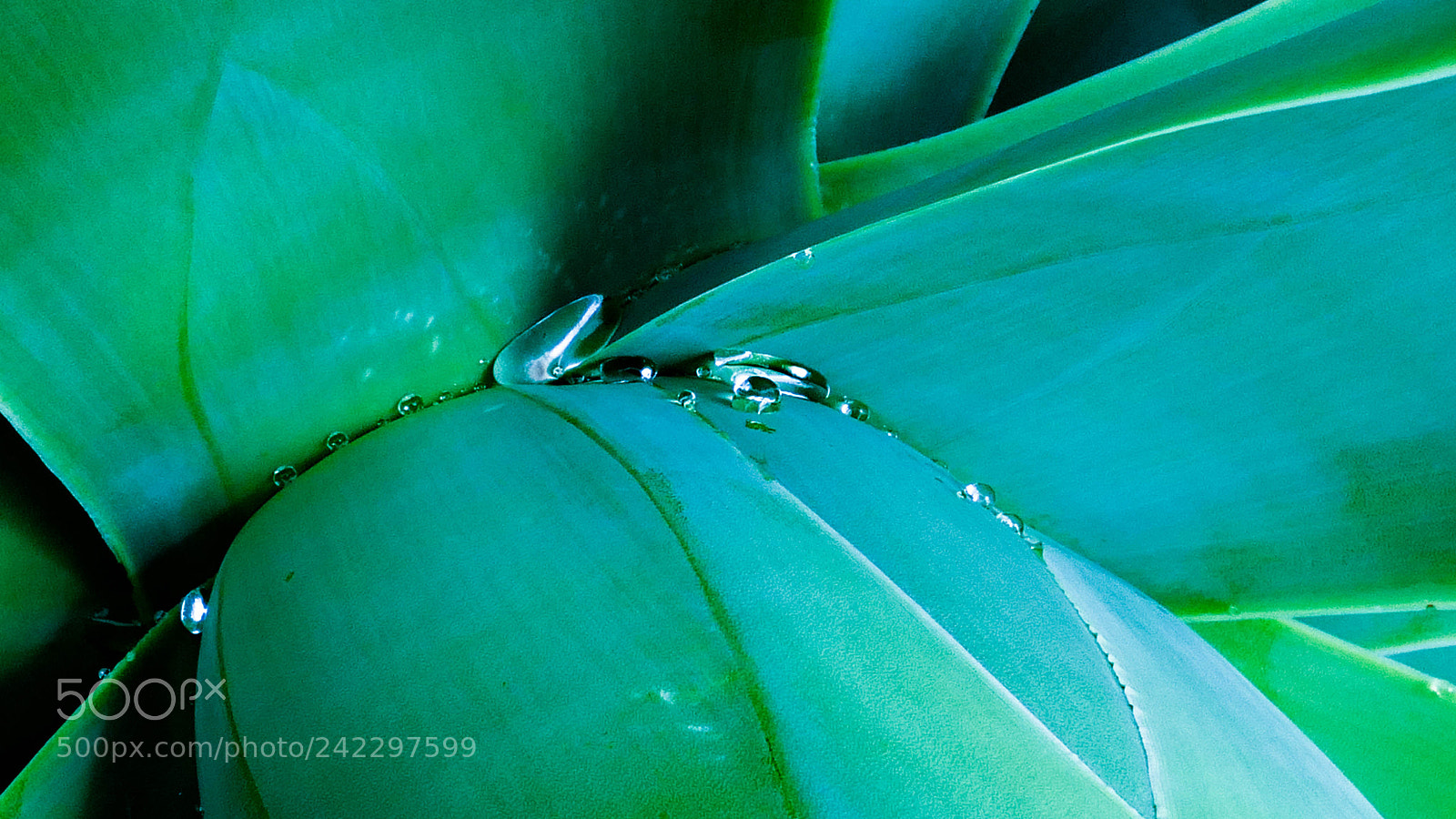 Panasonic Lumix DMC-FZ1000 sample photo. Every plant needs water photography