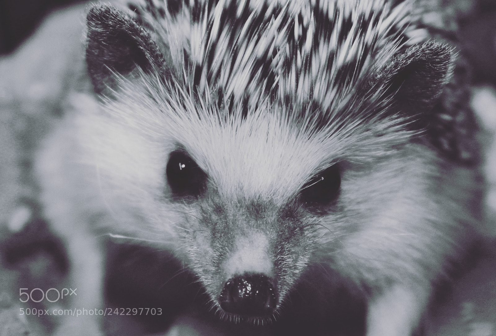 Canon EOS 1300D (EOS Rebel T6 / EOS Kiss X80) sample photo. My hedgehog photography
