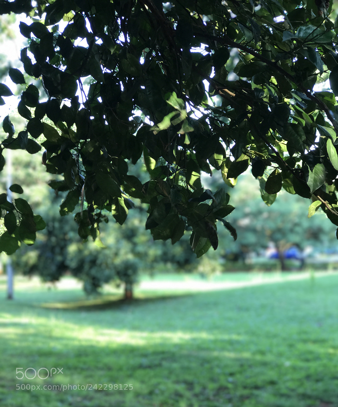 Apple iPhone 7 Plus sample photo. Poliarbol photography