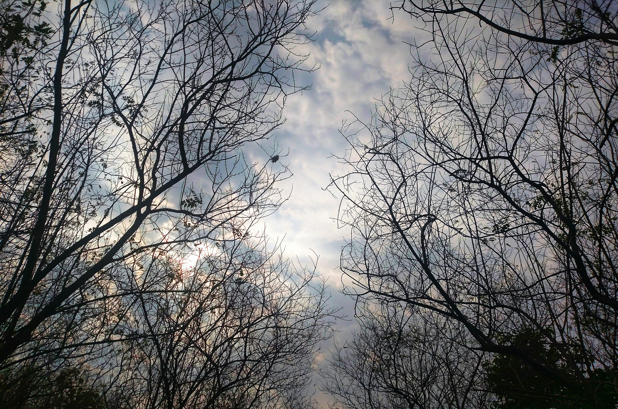 Motorola XT1225 sample photo. Trees and sky ..... photography