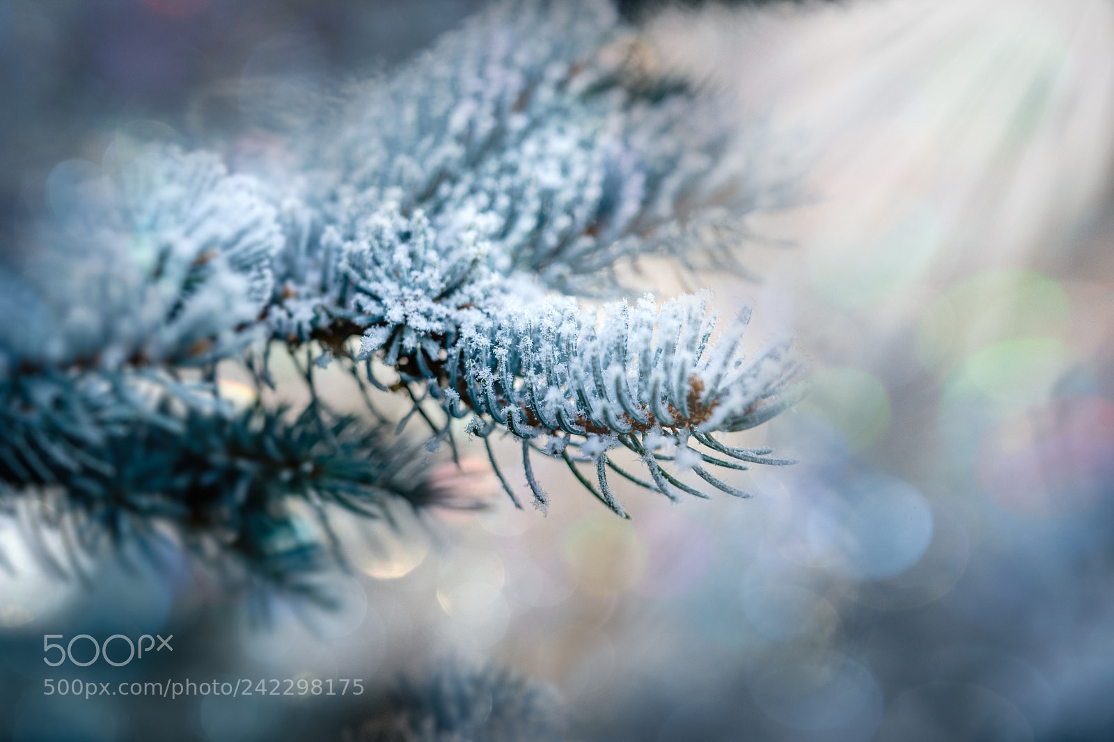 Sony a7 II sample photo. Winter wonder photography