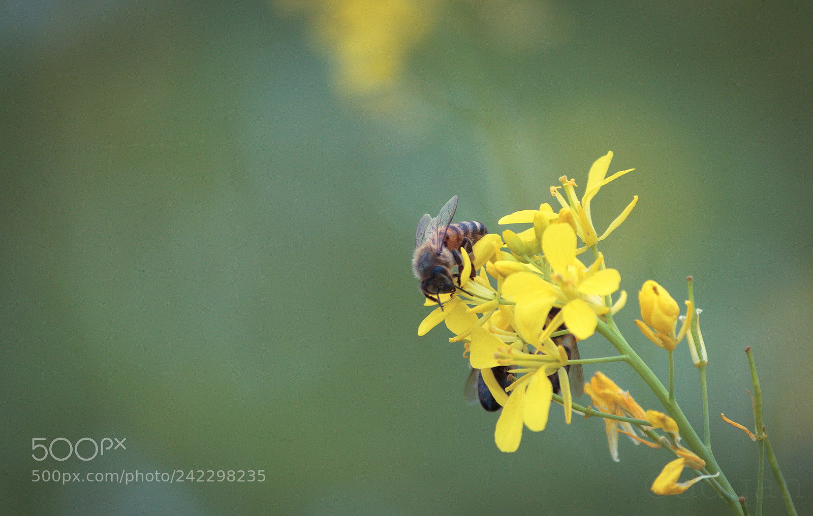 Canon EOS 550D (EOS Rebel T2i / EOS Kiss X4) sample photo. Daily working photography
