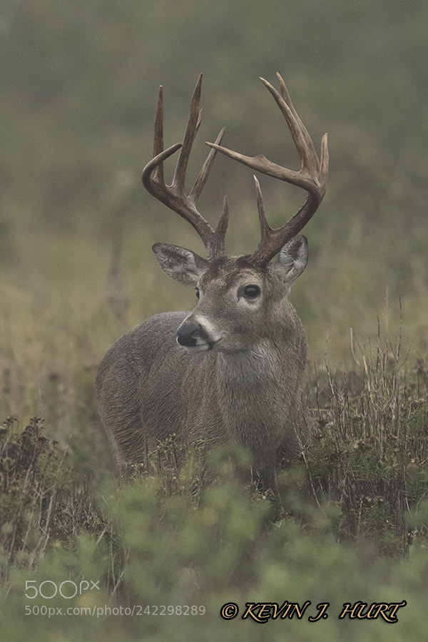 Canon EOS 7D Mark II sample photo. Whitetail buck - 11 photography