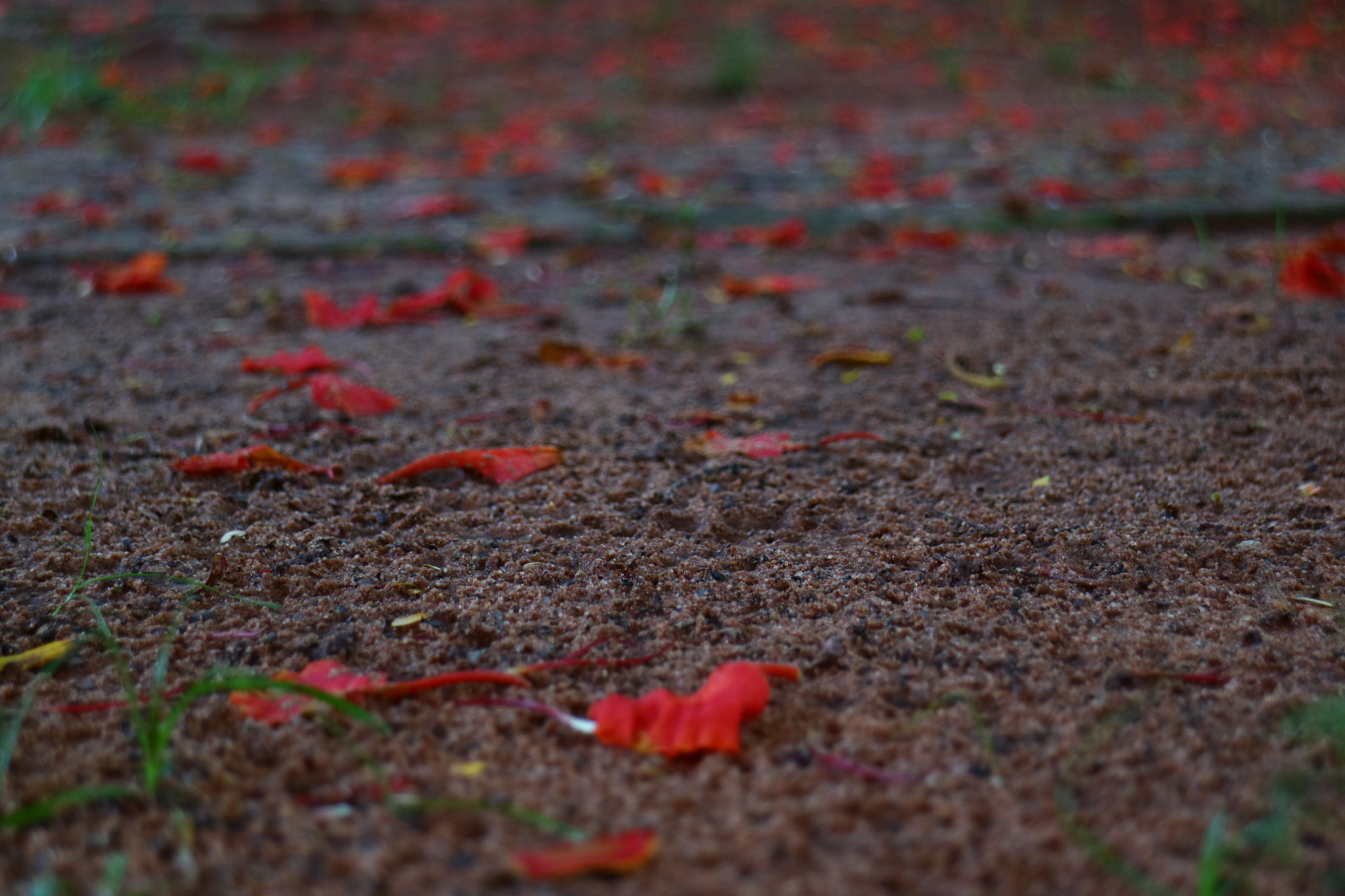 Canon EOS M3 sample photo. Alfombra photography