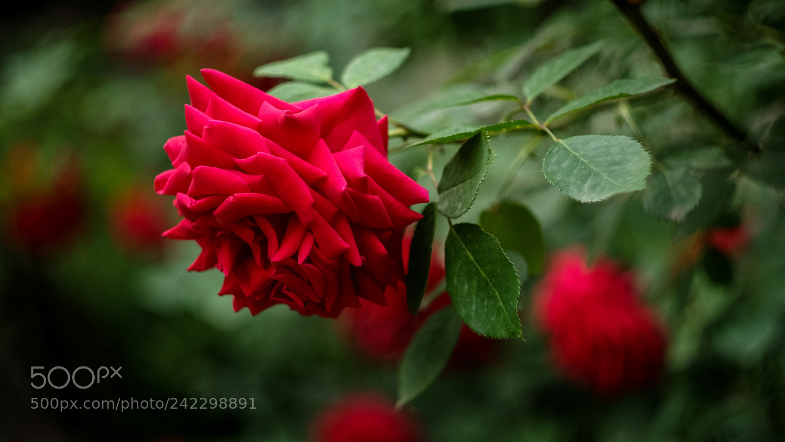 Fujifilm X-A1 sample photo. Untitled photography