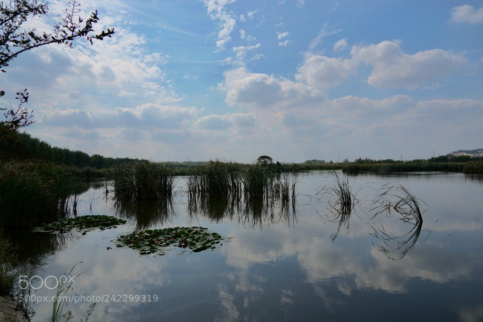 Sony a7 sample photo. 湿地 photography