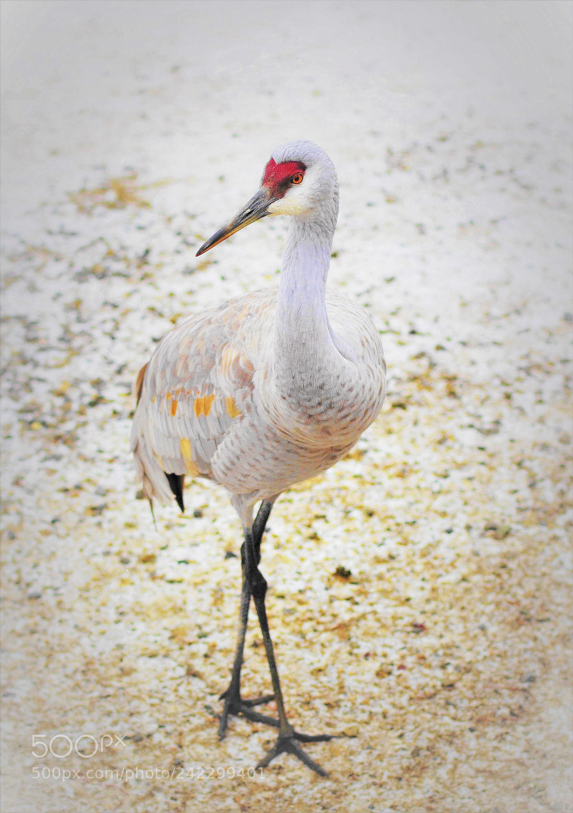 Canon EOS 60D sample photo. Sandhill crane -- 沙丘鶴 photography