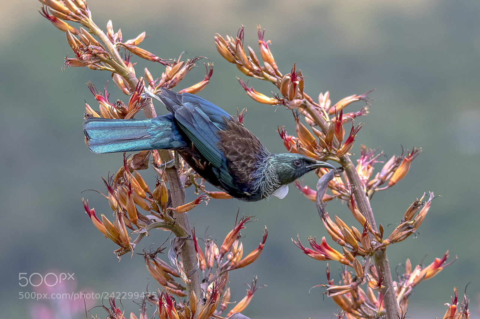 Canon EOS 7D Mark II sample photo. New zealand native tui photography