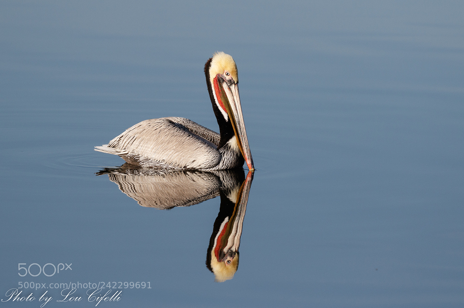 Canon EOS 7D Mark II sample photo. Pelican7589.jpg photography