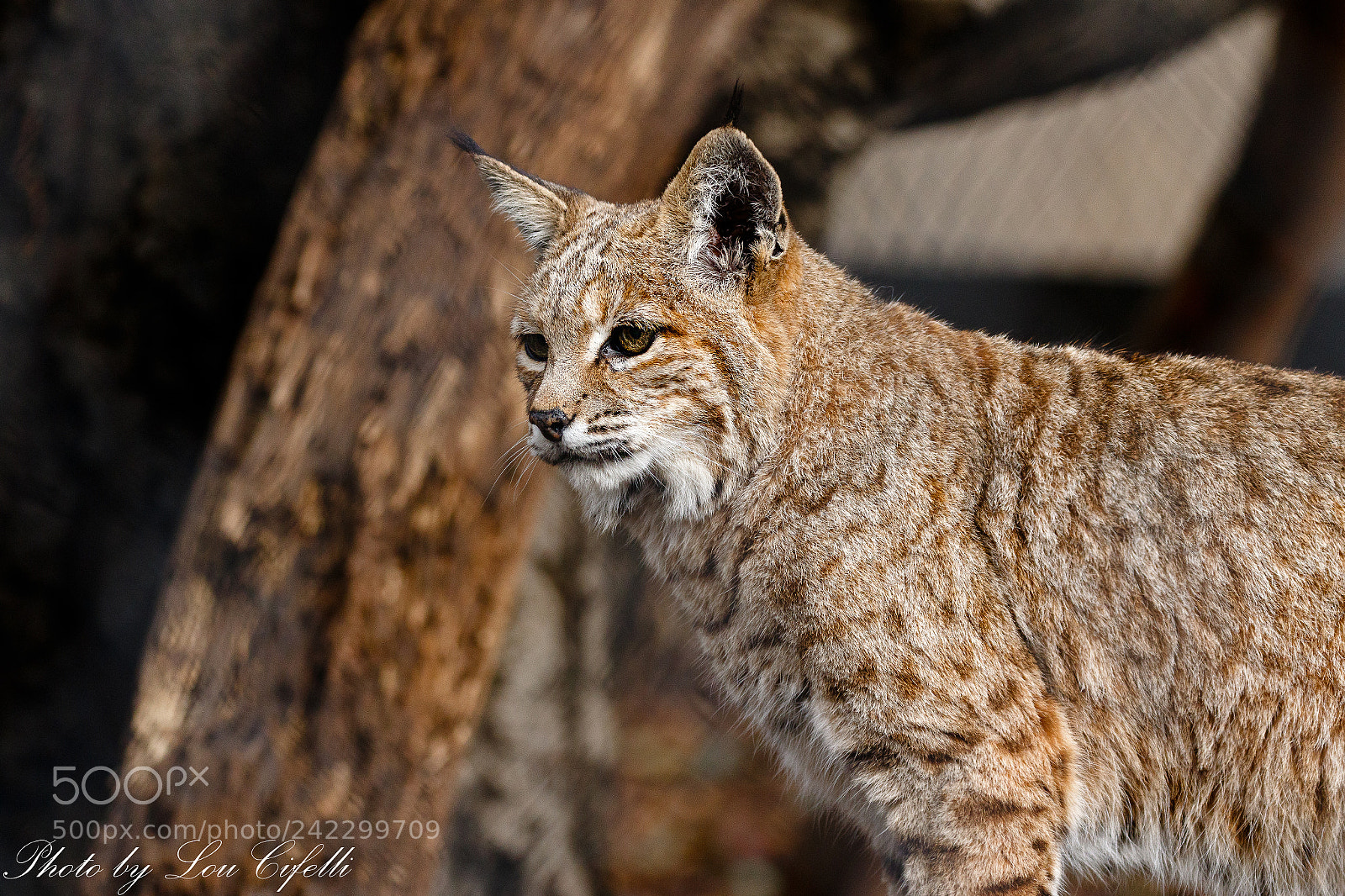 Canon EOS 7D Mark II sample photo. Bobcat8024.jpg photography