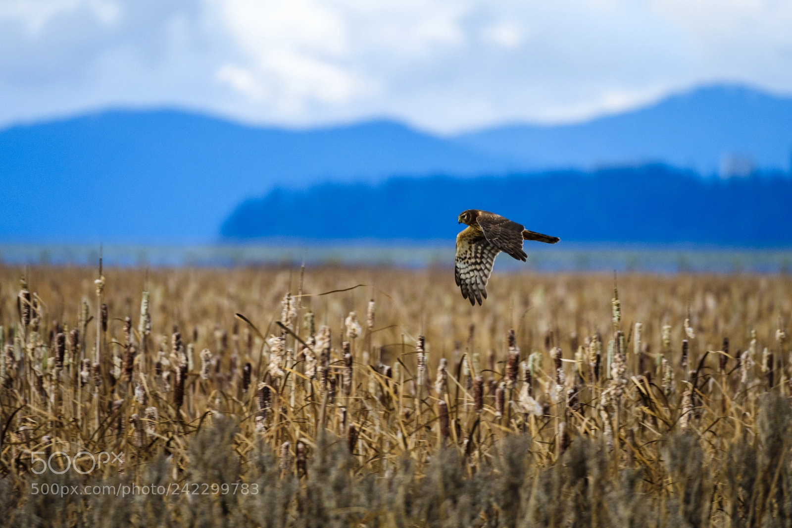 Fujifilm X-T2 sample photo. Harrier photography