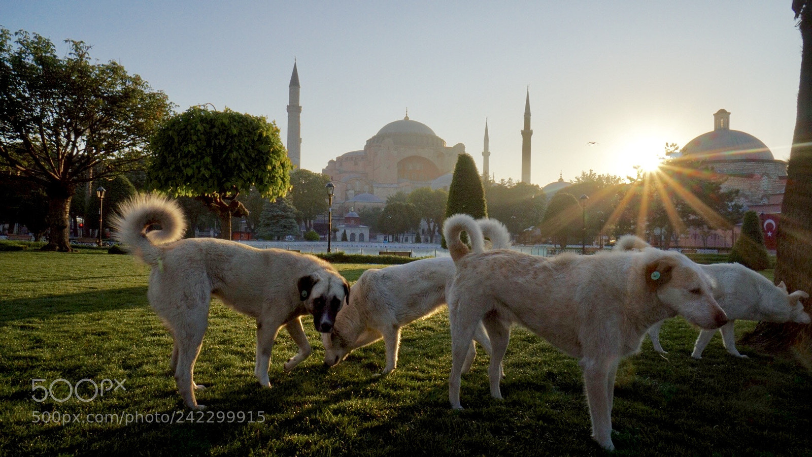 Sony a6500 sample photo. Istanbul photography