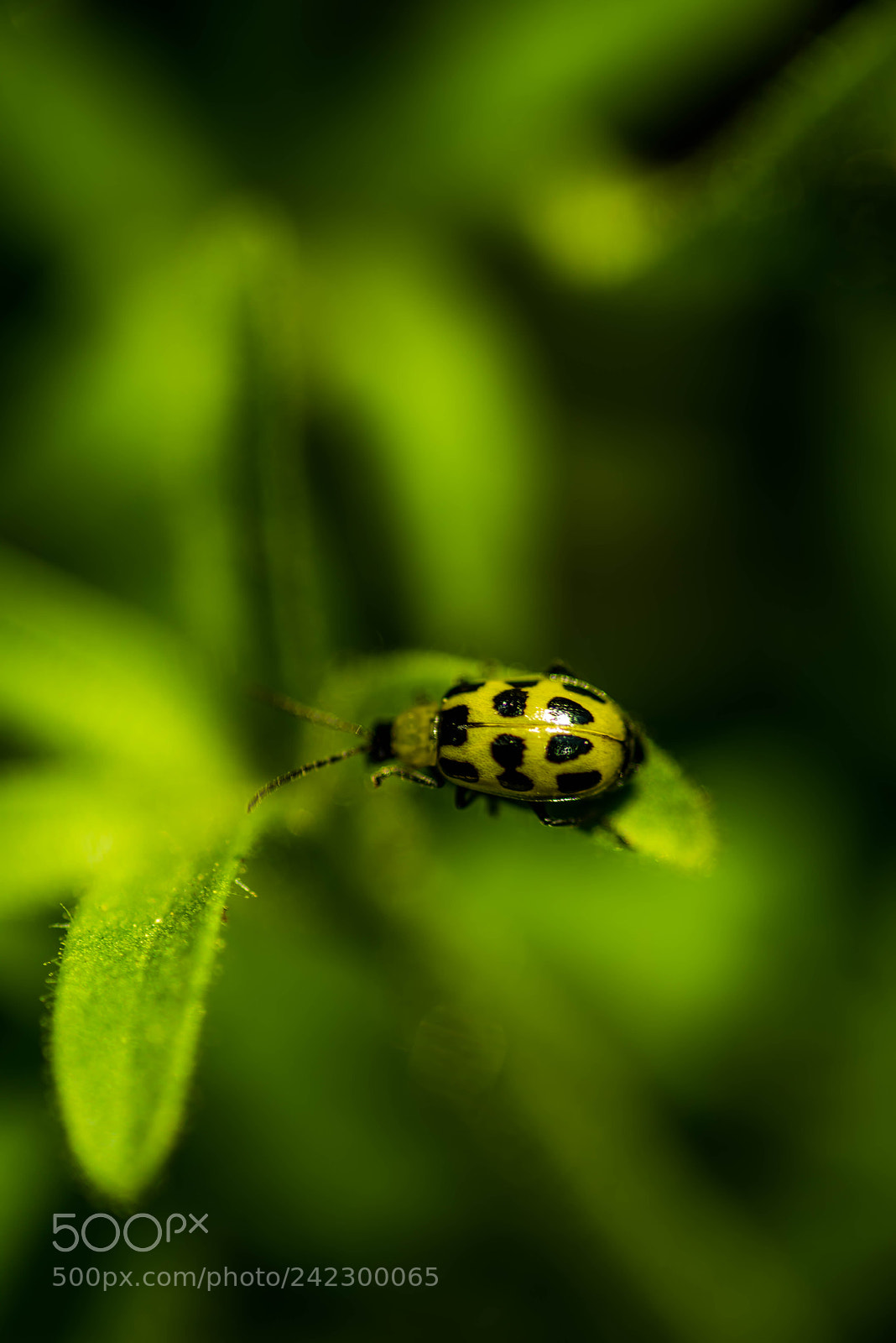 Nikon D810 sample photo. Green ladybug photography