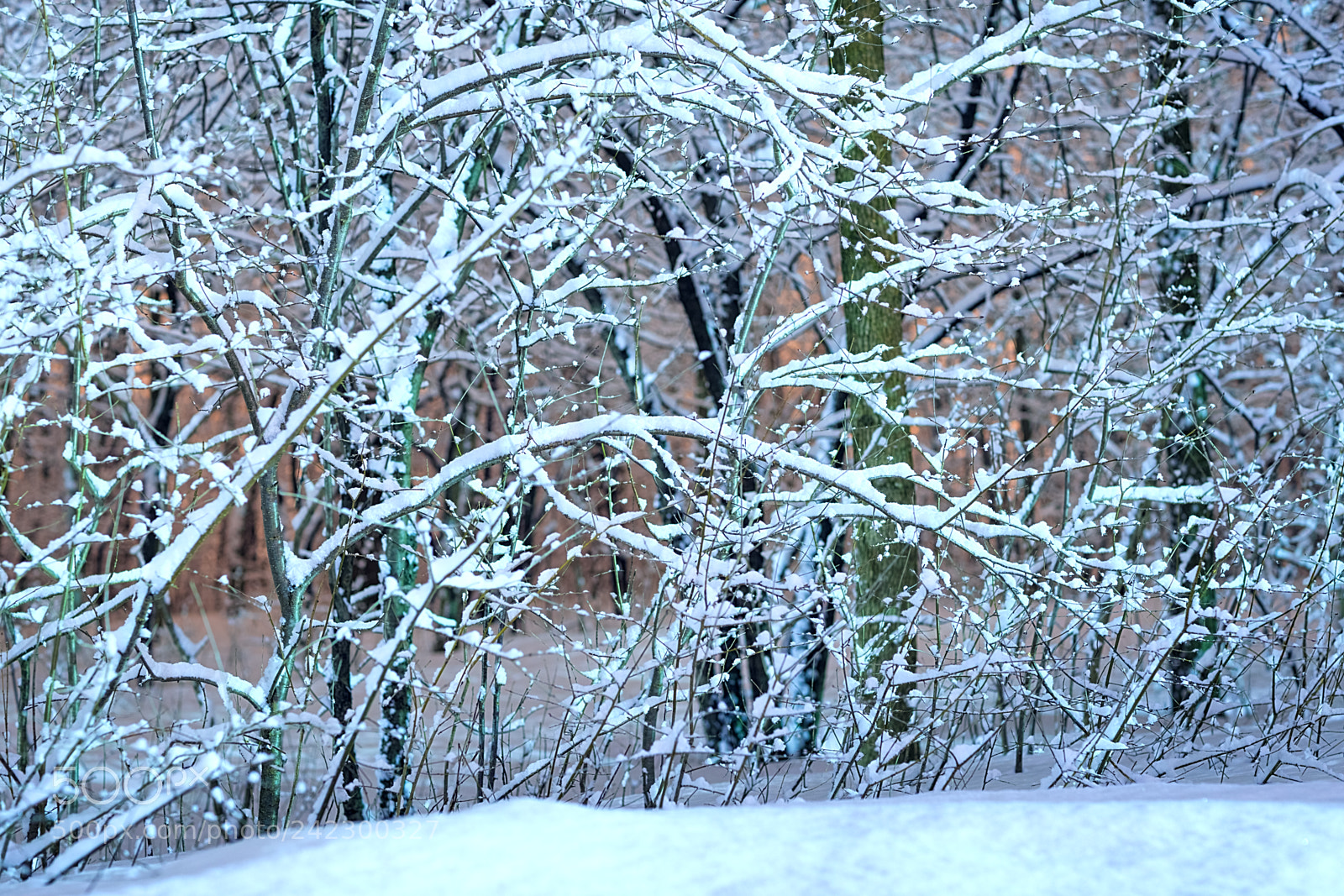 Canon EOS-1D X Mark II sample photo. Winter forest. woods nature photography