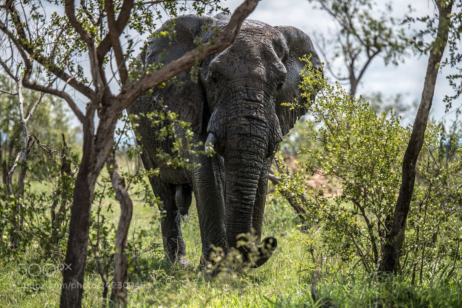 Nikon D850 sample photo. Male tusker photography