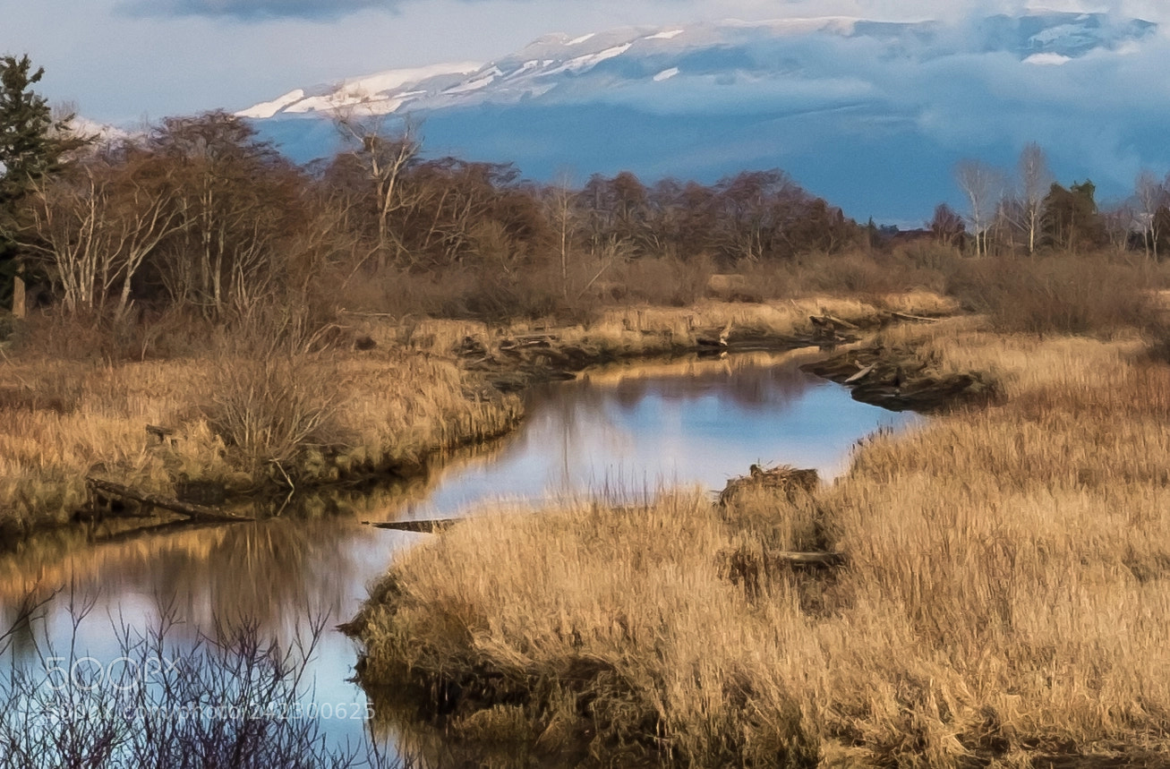 Fujifilm X100T sample photo. Sloughs of the skagit photography