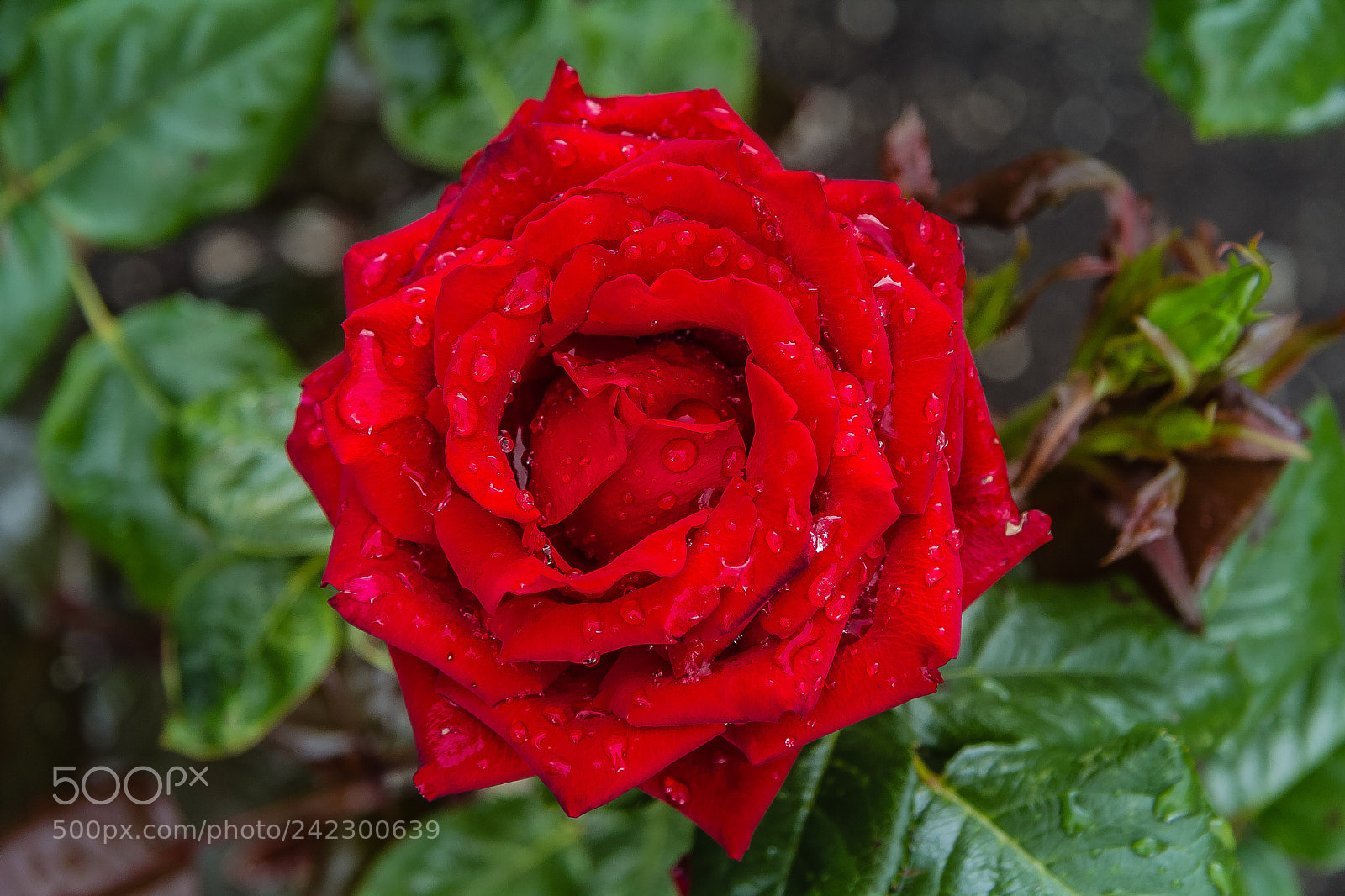 Canon EOS 60D sample photo. Rose 'first red' photography
