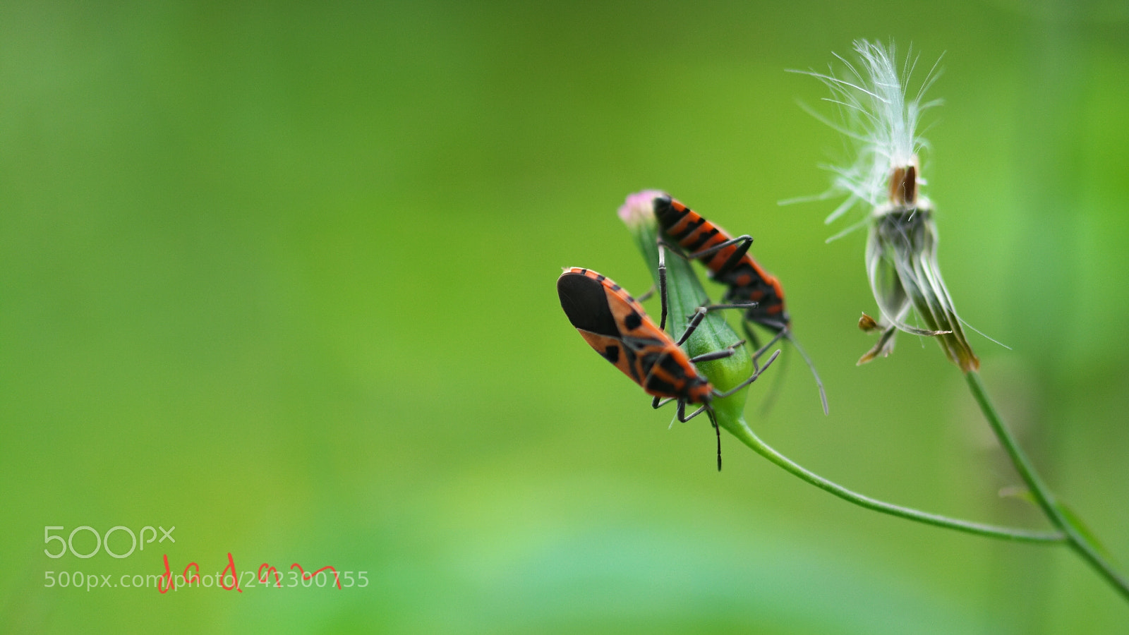 Samsung NX30 sample photo. Do you remember when photography