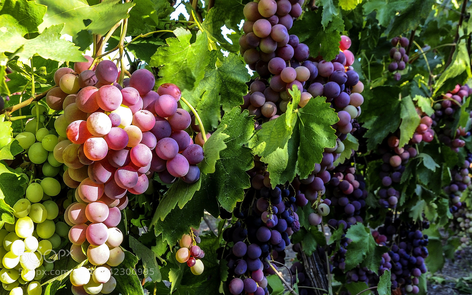 Nikon D90 sample photo. Grapes in the  vineyard photography