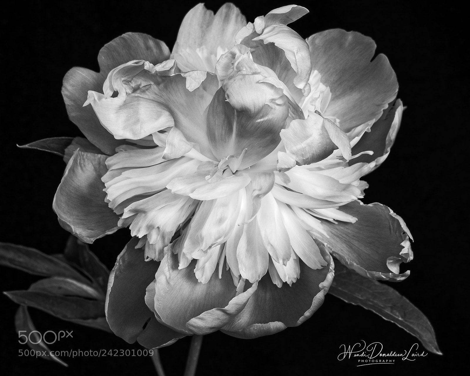 Fujifilm X-E2 sample photo. Peony study v2 photography