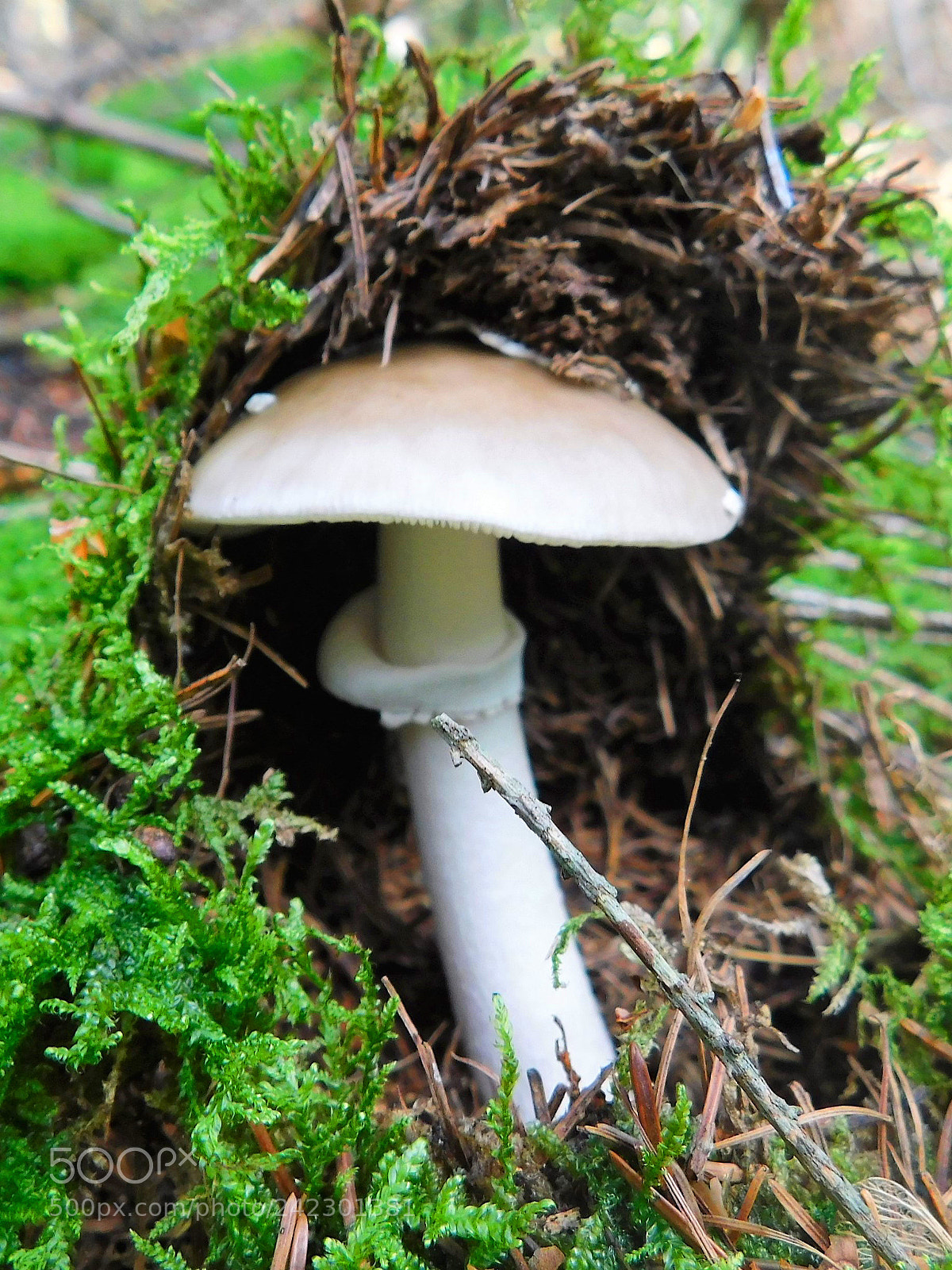 Nikon Coolpix B500 sample photo. Pilz photography