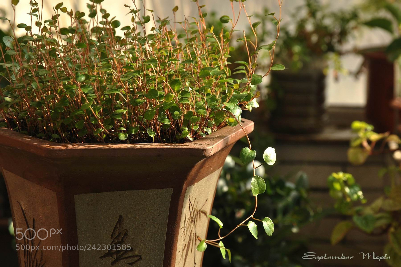 Nikon D90 sample photo. 冬天里的春天 3 photography
