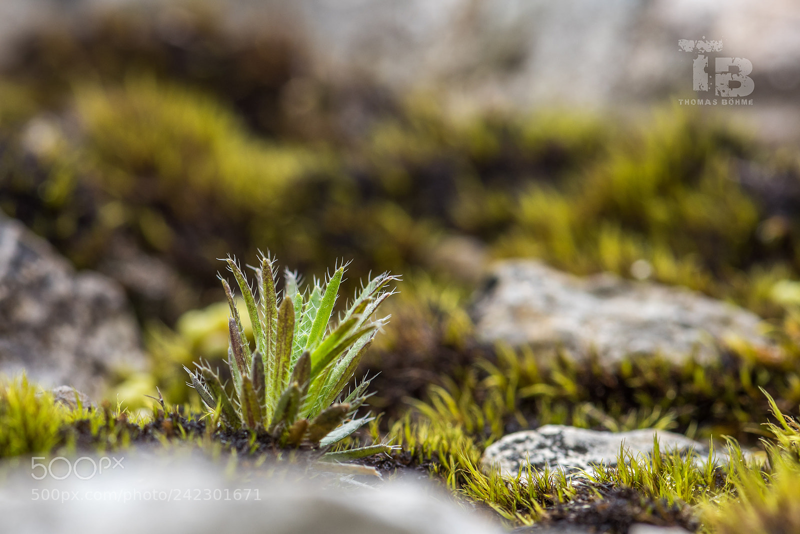 Nikon D810 sample photo. Macro photography