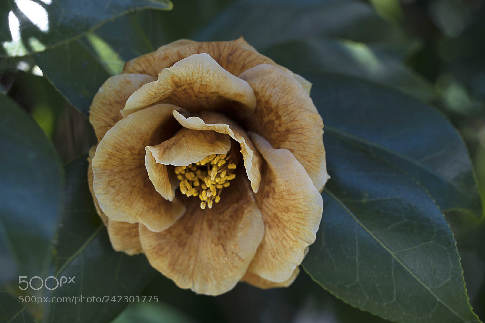 Sony a7R III sample photo. Camellia blossom photography